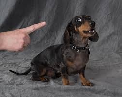 So are you a bad owner of a good dog?